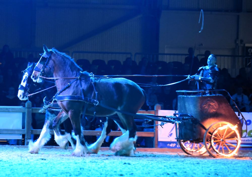 Shire Horse Stute Zoey 